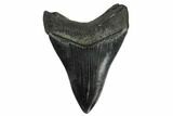 Serrated, Fossil Megalodon Tooth - South Carolina #173897-1